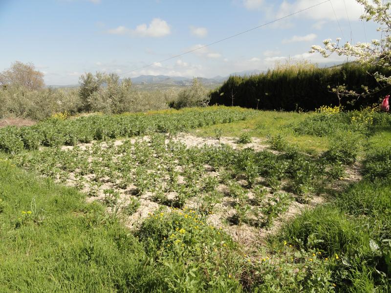 Foto 3067a069-c826-4ceb-a233-eaa99bdde3a4. Finca rústica a Iruela (La)