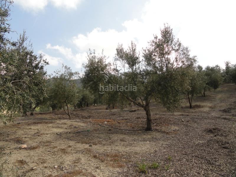 Foto 509d8608-fd13-447b-ad8f-c0a89f58b5ed. Finca rústica a Iruela (La)