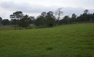 Finca rústica a Biar. Venta junta o separada, 20 hectareas
