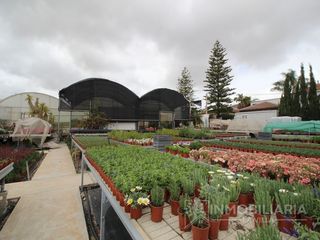 Haus  Terrenos ue-al-01(la alqueria). Negocio funcionando con altos ingresos, vivero productor.
