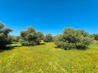 Finca rústica  Urbanizacion la colinas. Olivar centenario en la sierra norte de sevilla