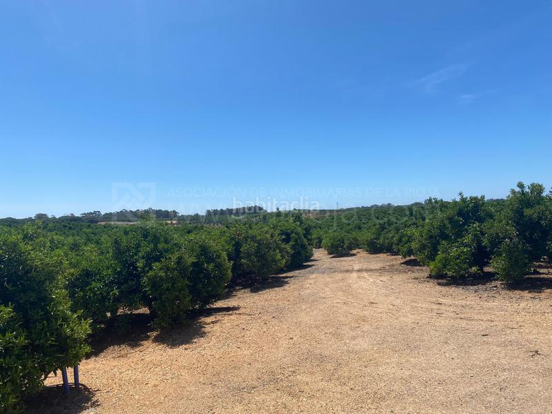 Foto 691cf330-3770-46d3-903e-1ffe7585c2fa. Terreno residencial venta de fincas agrícolas en la ribera en Cartaya