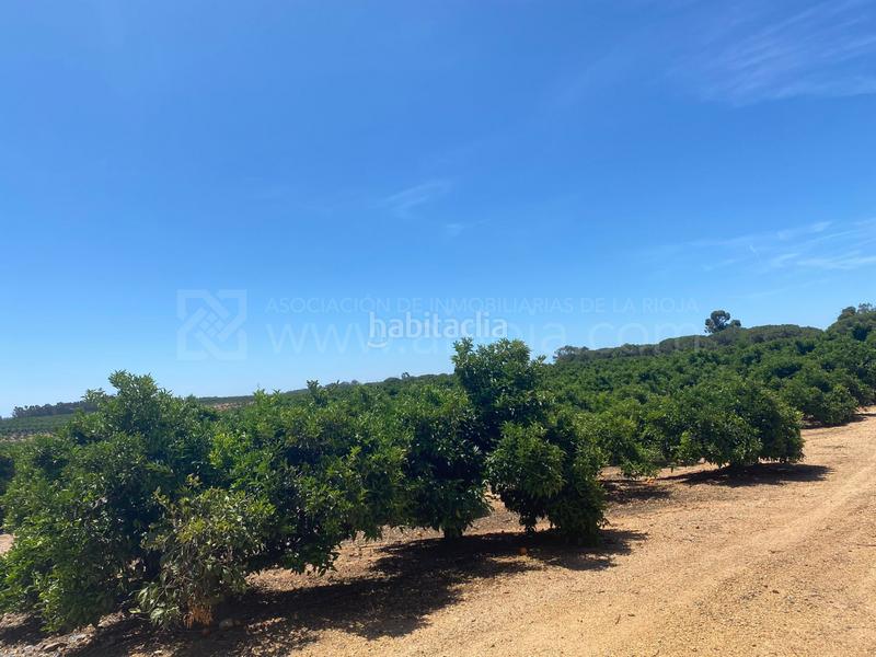 Foto 89180d8e-aff8-4f74-b942-91ad15edc1df. Terreno residencial venta de fincas agrícolas en la ribera en Cartaya