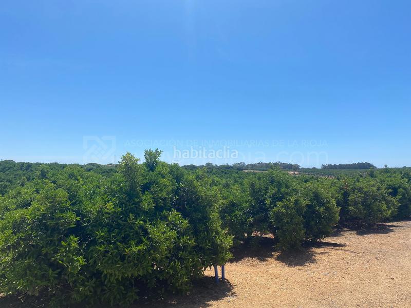 Foto 9fe6c564-6d64-42b8-8b6e-ed2e4039ea38. Terreno residencial venta de fincas agrícolas en la ribera en Cartaya