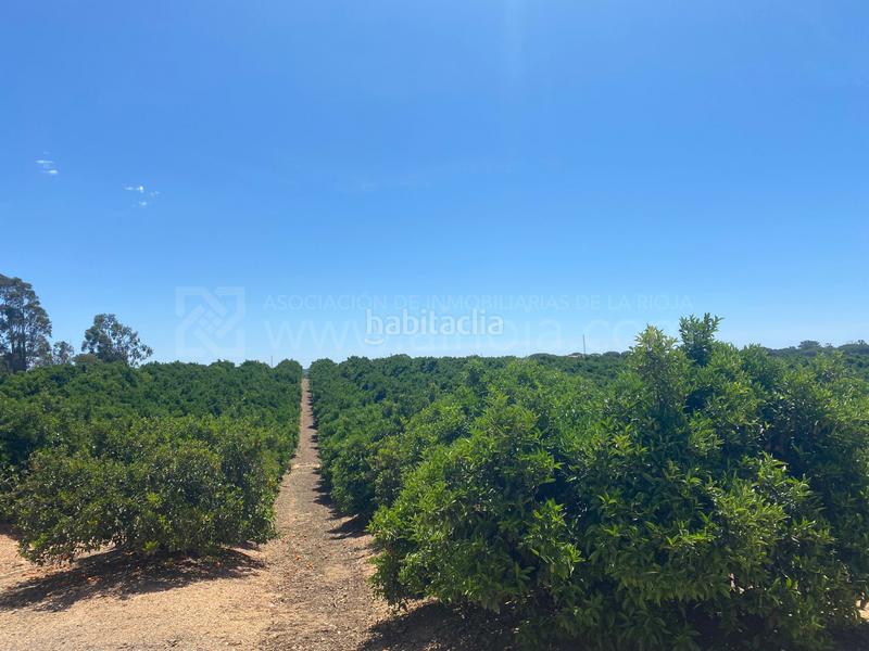 Foto eff28070-46d7-4a29-934c-31188df5a3c3. Terreno residencial venta de fincas agrícolas en la ribera en Cartaya