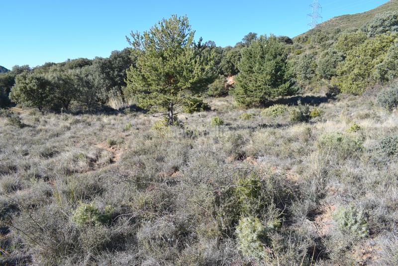 Foto 338acb64-9217-41e7-9f4f-deeb146ef26c. Terreny residencial a calle la isuela 12 a Nueno