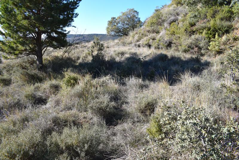 Foto 7fc26f6c-4375-4c49-8f0a-bfbf5ea86a8e. Terreny residencial a calle la isuela 12 a Nueno