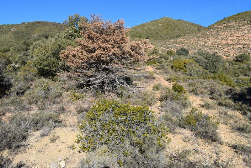 Foto a92b8691-718f-4ffb-a8c9-65d70a784511. Terreny residencial a calle la isuela 12 a Nueno