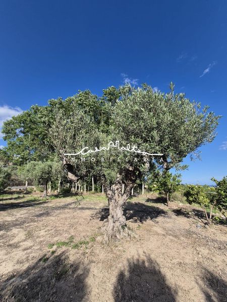Foto eb8d96d4-81b1-476e-978b-830569429478. Finca rústica a Altea ciudad Altea