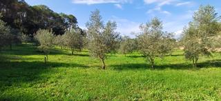 Rural plot in Costitx. Terrenos en venta costitx