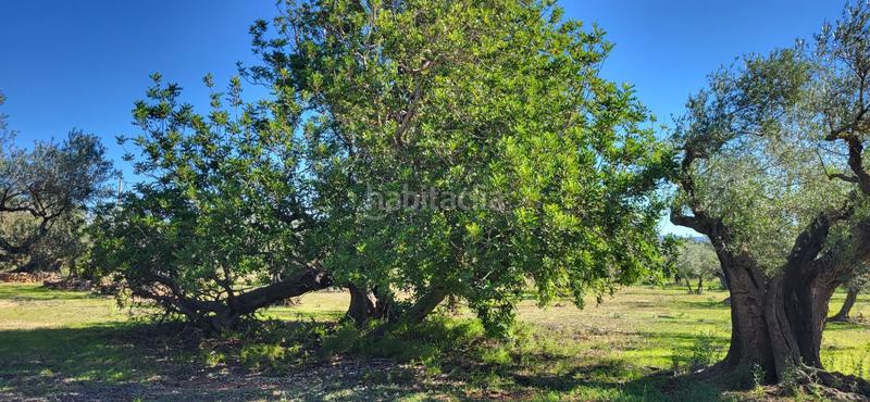 Foto 6d740a13-8430-47e7-a433-f78af4c0d1df. Masía finca rúst. en venta en raval de crist. en Roquetes