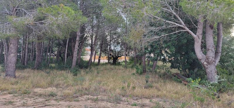 Foto 7aa230a2-45b6-4395-8957-2158c3bd4f75. Terreny residencial a Perelló (El)