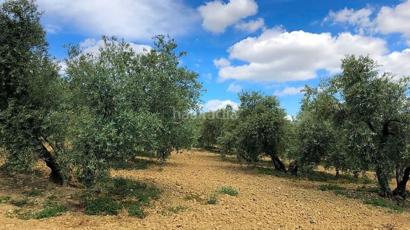 Foto f9d85d30-2089-402c-90b7-92032ddc446c. Wohngrundstück in Cueva de Menga Antequera