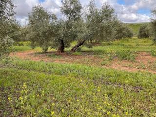 Propriété à Fuente de Piedra. Finca rústica en venta en fuente de piedra málaga