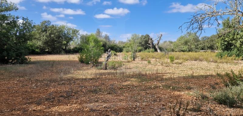 Foto a2b1ff94-35f1-4cd9-a9cf-efe7f5f73b18. Mas avec chauffage piscine dans Felanitx poble Felanitx