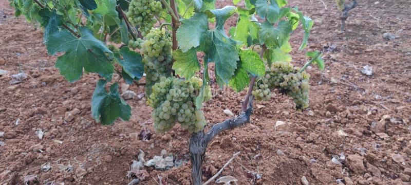 Foto fdbf0243-4714-42f5-9371-0d1d97cdc24c. Mas avec piscine dans Benidoleig