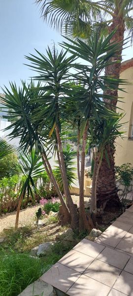 Foto 05f3e8bc-1da3-4dc0-aaa4-d767468bca68. Casa chalet con vistas al mar en monte solana en Pedreguer