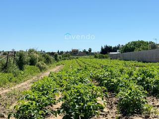 Finca rústica a Roche. Parcela rustica en venta en conil, zona hijuela de la mirla