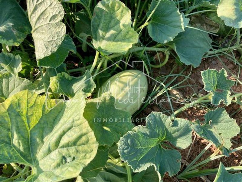 Foto 1606cdbf-99a0-453d-894a-f3f3e79d8b40. Bauernhof mit kamin in Riudoms