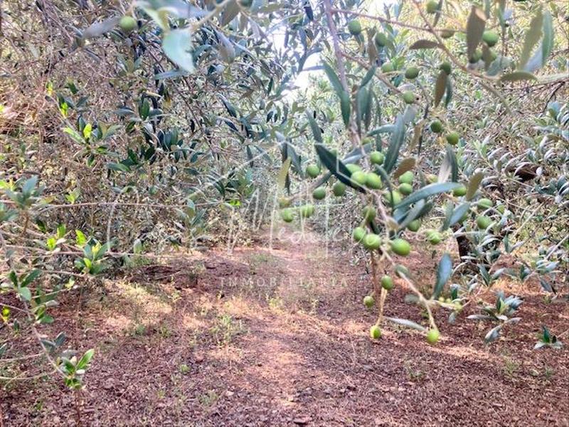 Foto 2b744493-eec1-4699-b452-5272c55e5c03. Bauernhof mit kamin in Riudoms