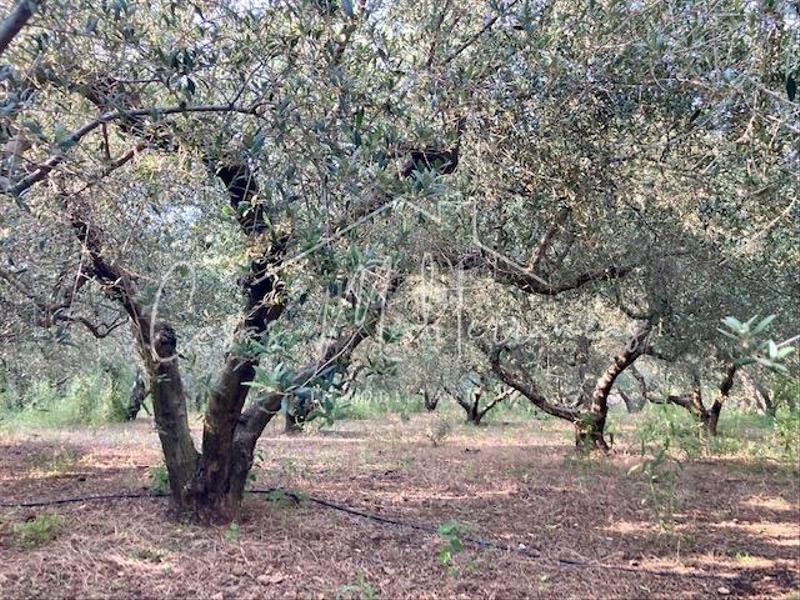 Foto 4f1de267-4ecb-457f-8441-7fbbfc113947. Bauernhof mit kamin in Riudoms