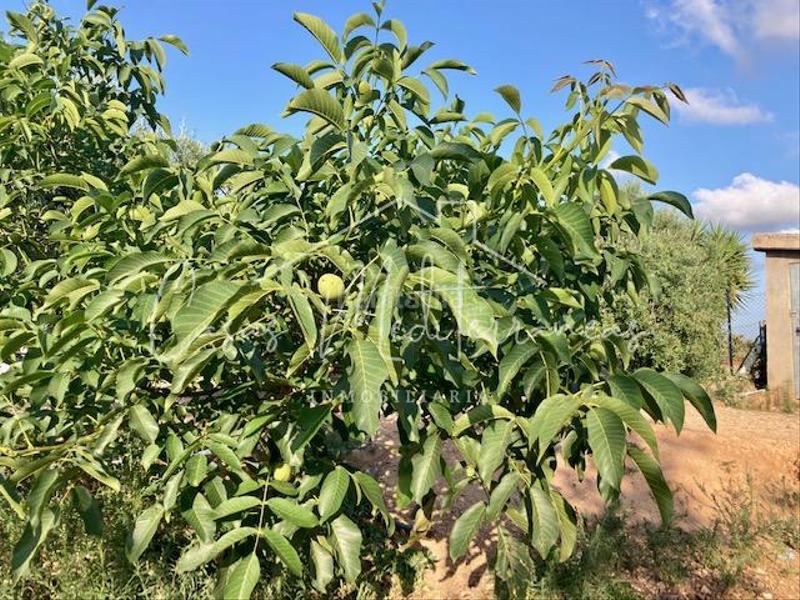 Foto 4fa10ae0-af80-4570-96d2-ce21295d8cde. Bauernhof mit kamin in Riudoms