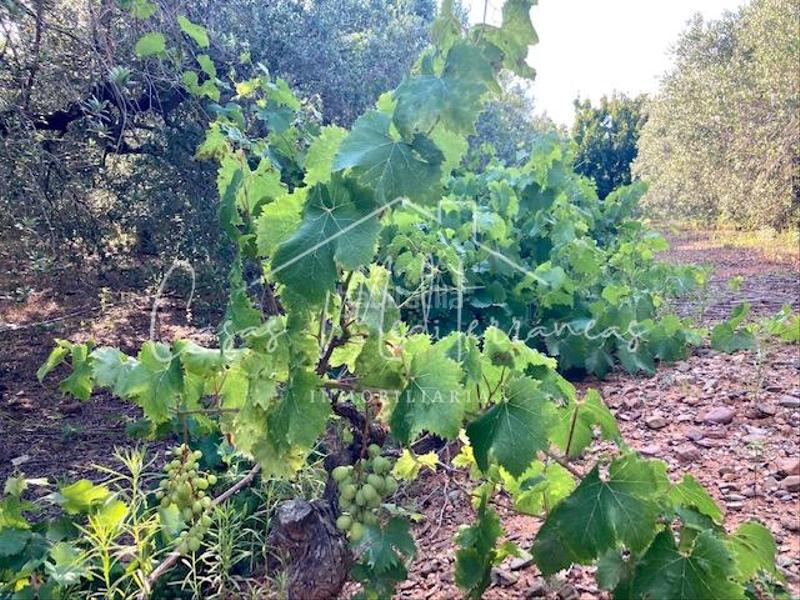 Foto 752ae6cb-b29c-461f-823a-6804faadcf48. Bauernhof mit kamin in Riudoms