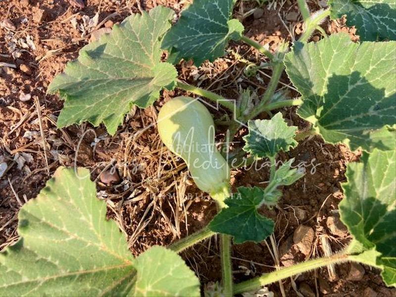 Foto 8ed60f1c-5995-4800-bbb0-ac26116fbed7. Bauernhof mit kamin in Riudoms