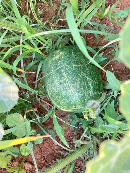 Foto 94d91461-6419-4847-8388-5fcd88b7c96d. Bauernhof mit kamin in Riudoms