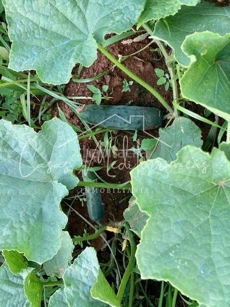 Foto d0af13c5-dc56-469e-8d0c-76c08b7eb77b. Bauernhof mit kamin in Riudoms