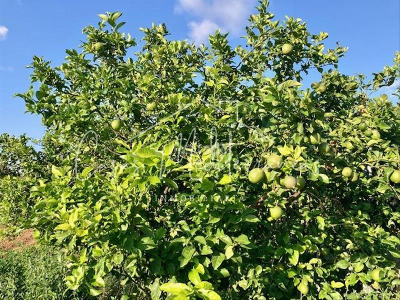 Foto efa1b7d0-a7a2-4d66-8813-d55f6ad7b4cc. Bauernhof mit kamin in Riudoms