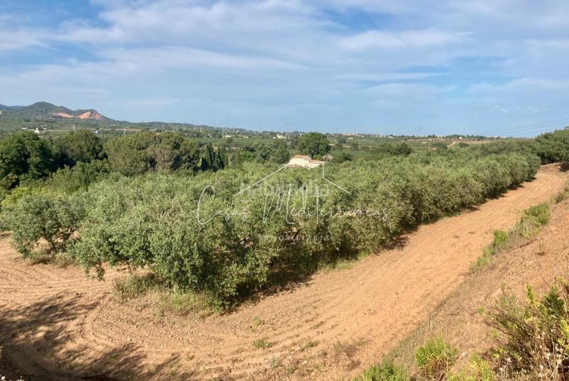 Foto 37815f35-8409-443c-9293-6fe2c5e2c880. Landgut in vial camino 8c in Riudoms