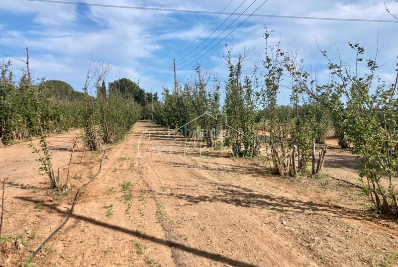 Foto 445f23d5-d109-4f17-93fc-611a9b0a8074. Landgut in vial camino 8c in Riudoms