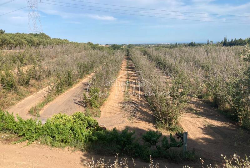 Foto 609d27b8-302c-47ef-ab8f-5fe1536adb40. Landgut in vial camino 8c in Riudoms