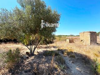 Finca rústica  9. Oportunidad de inversión finca con alto potencial en pilar de la