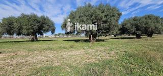 Finca rústica  Las beatas. Parcela rústica de 6.000m2 situada en san pedro del pinatar