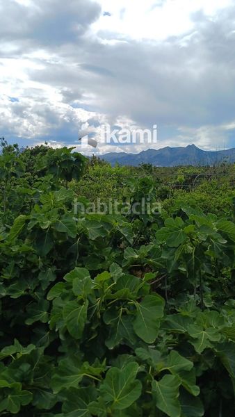 Foto a82eee36-550f-4996-ab35-d9461ae9ba8d. Finca rústica a Pedreguer