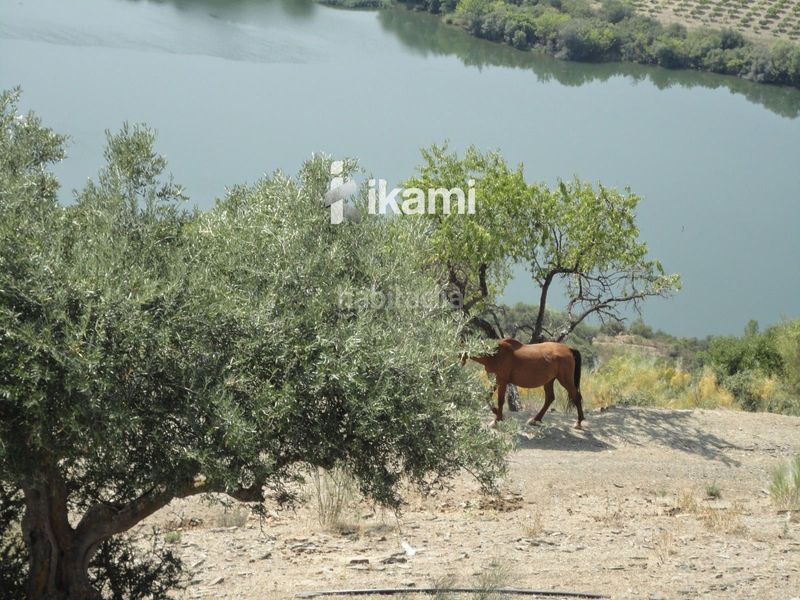 Foto f04a0440-4364-46cf-b47d-00ae7d259803. Finca rústica a Fregeneda (La)