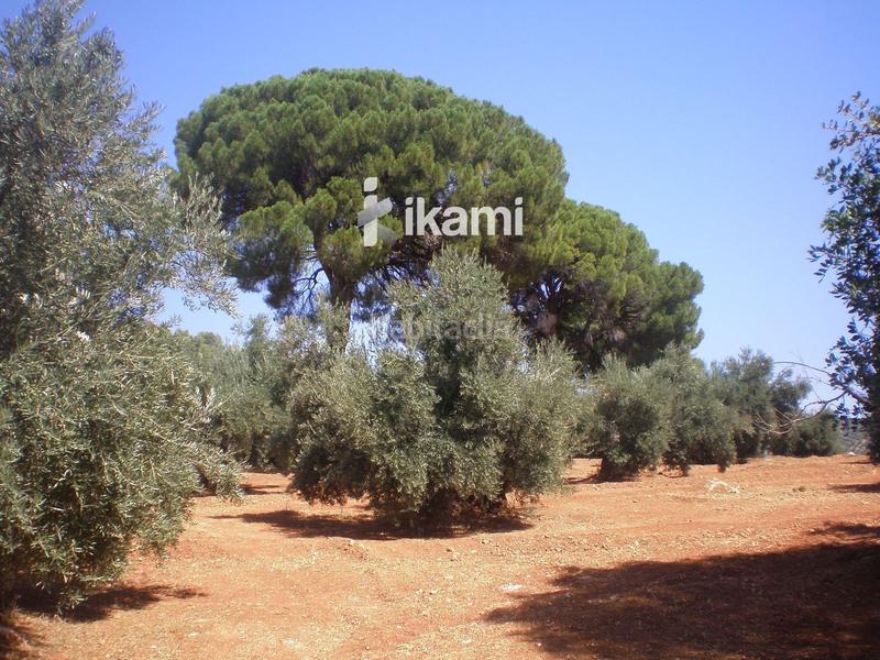 Foto 98106f53-2102-4d69-8531-1dc3ca0f363e. Terreny residencial a Beas de Segura