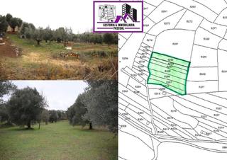 Finca rústica a Alcañiz. Se venden  parcelas de regadío en paraje val de hueso  alcañiz t