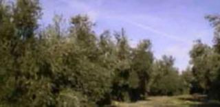 Finca rústica a N/a. Terreno en venta en col rumblar- paraje palomares, guarromán, ja