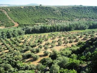 Finca rústica a Navas de San Juan. Rustica polígono 41 parcela 83 bolera. navas de san juan (jaén)