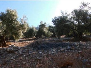 Finca rústica en N/a. Terreno rústico en venta en las palomas, sorihuela de guadalimar