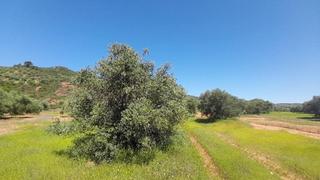 Finca rústica  Calle polg. sorihuela del guadal. Terreno en venta en lugar paraje pilara, sorihuela del guadalima