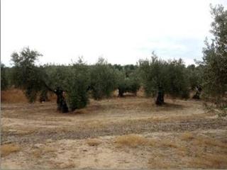 Finca rústica  Avenida andalucia. Terreno en venta en lugar cascabillo polig.13 parc.220, lopera,