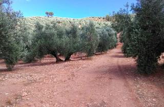 Finca rústica  N-322. Terreno en venta en praje hoya campanon pol 43 parc 515 y 559, a