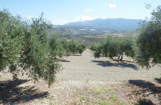 Finca rústica  Calle camino real. Terreno en venta en lugar paraje laderas del valle, polig. 36, p