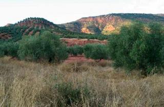 Finca rústica  Calle callejuela. Terreno en venta en lugar paraje pajarejo, vilches, jaén