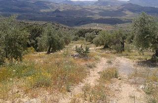 Finca rústica  Calle san antón. Terreno en venta en lugar portillo del etepar, castillo de locub