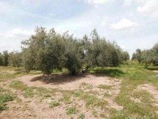 Finca rústica  Calle san vicente. Terreno rústico en venta en pre. sierra san pedro, poligono, alc
